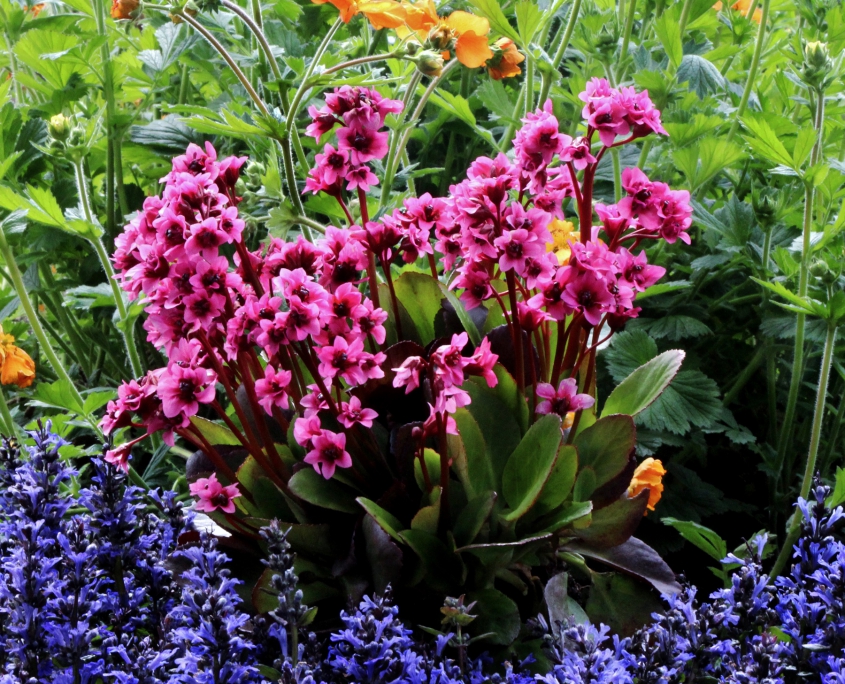 bergenia flirt