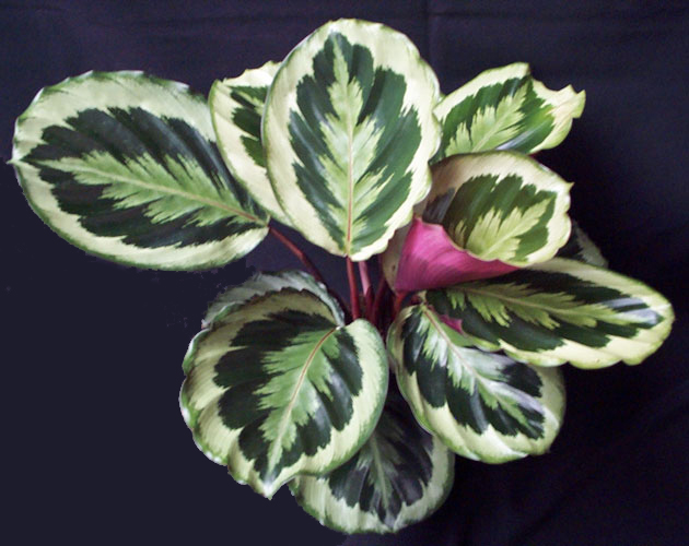  Calathea Marion   Denis Plants