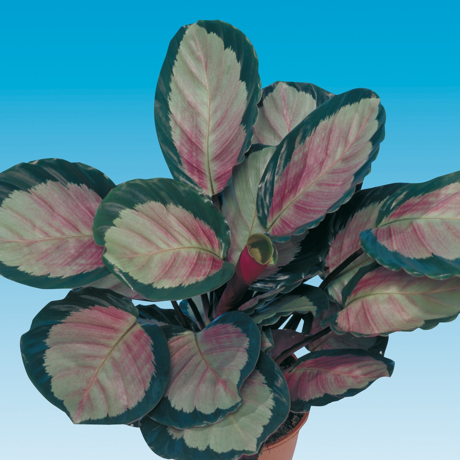 Калатея розеопикта грин фото