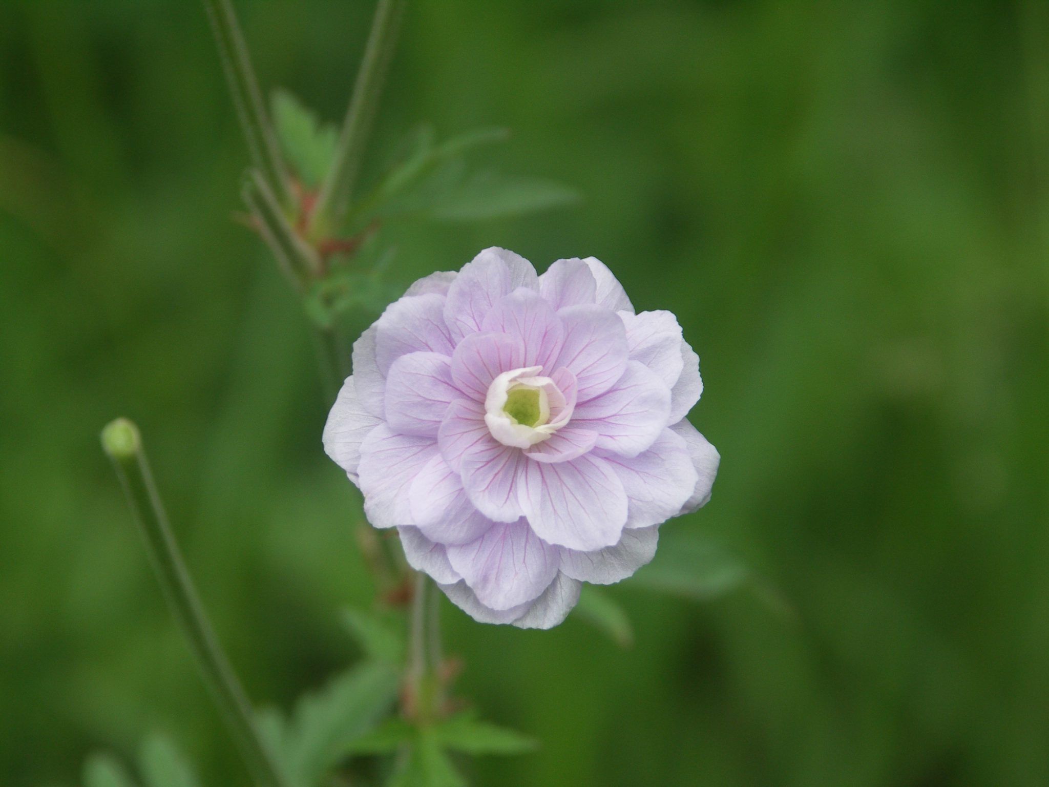 Нарцисс geranium описание и фото