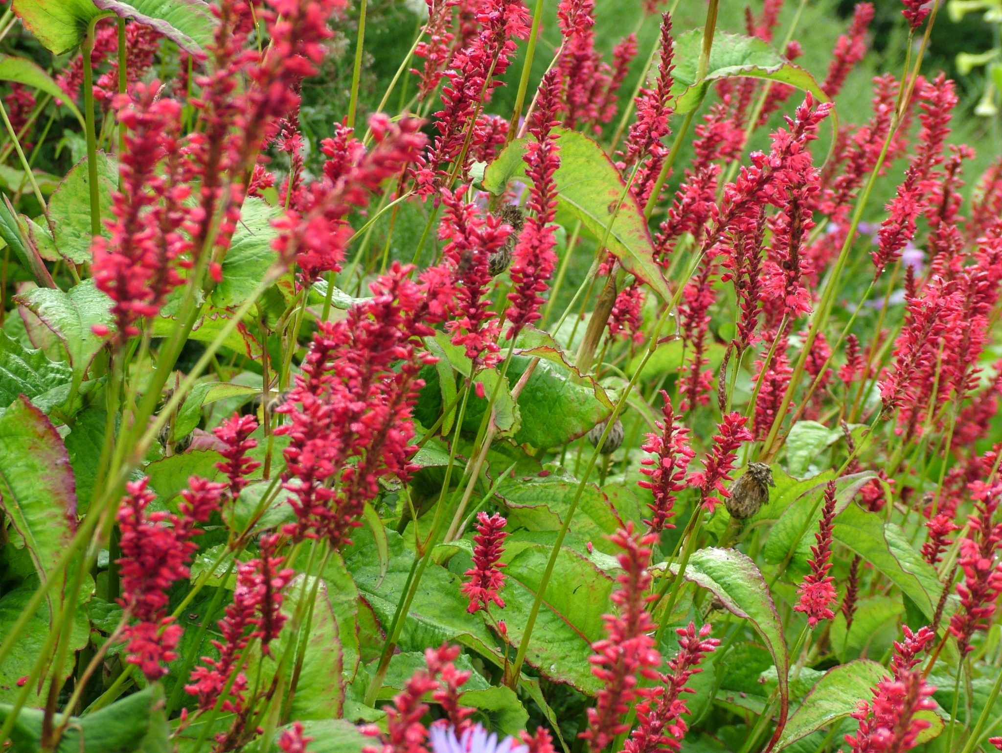 Persicaria ampl. ‘Red Baron’ - Denis Plants