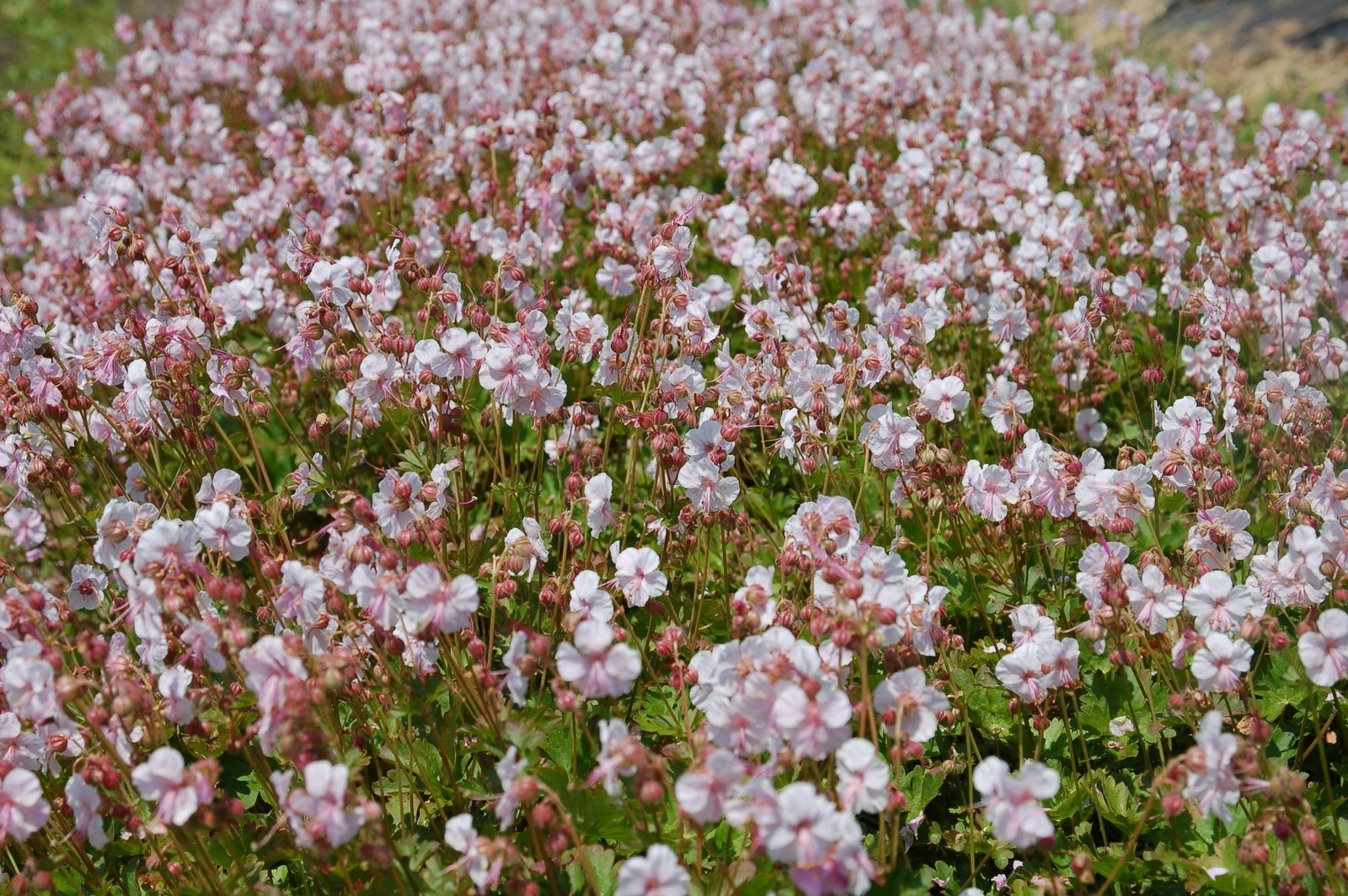 Герань биокова. Герань Кембриджская Biokovo. Герань кантабриджийская (Geranium cantabrigense `Biokovo `). Герань Биоково Biokovo. Герань кентабриджийская Cambridge.