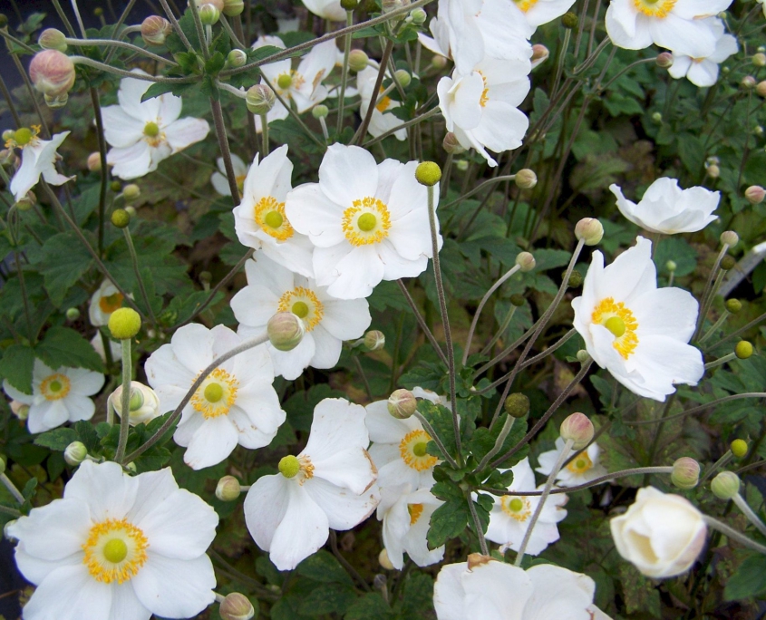 Anemone 'Honorine Jobert' Denis Plants