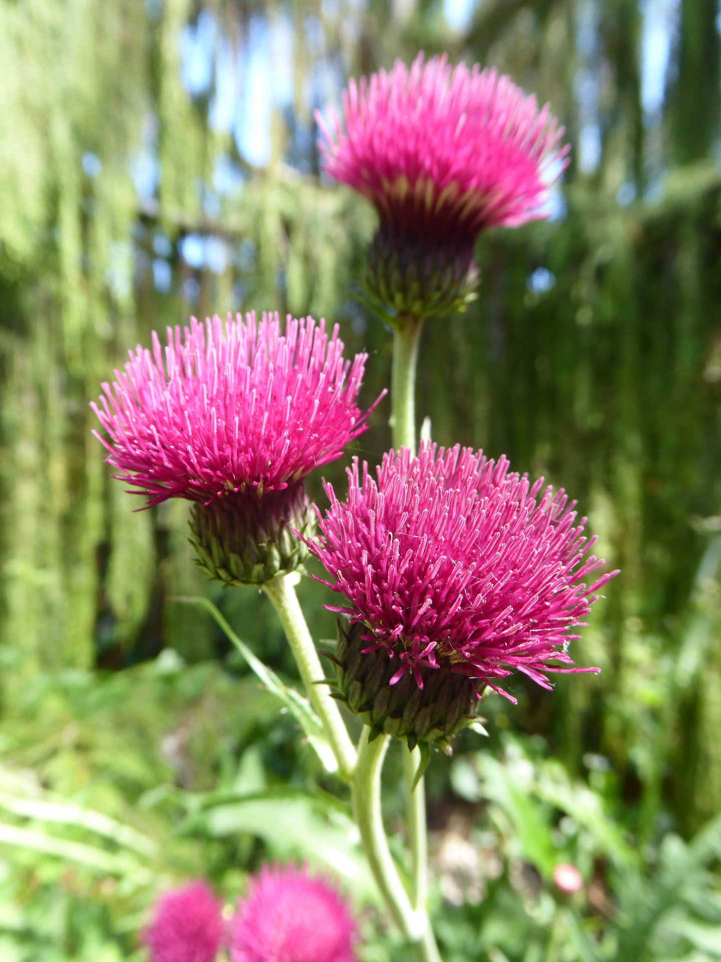 Cirsium rivulare 'Atropurpureum' - Denis Plants