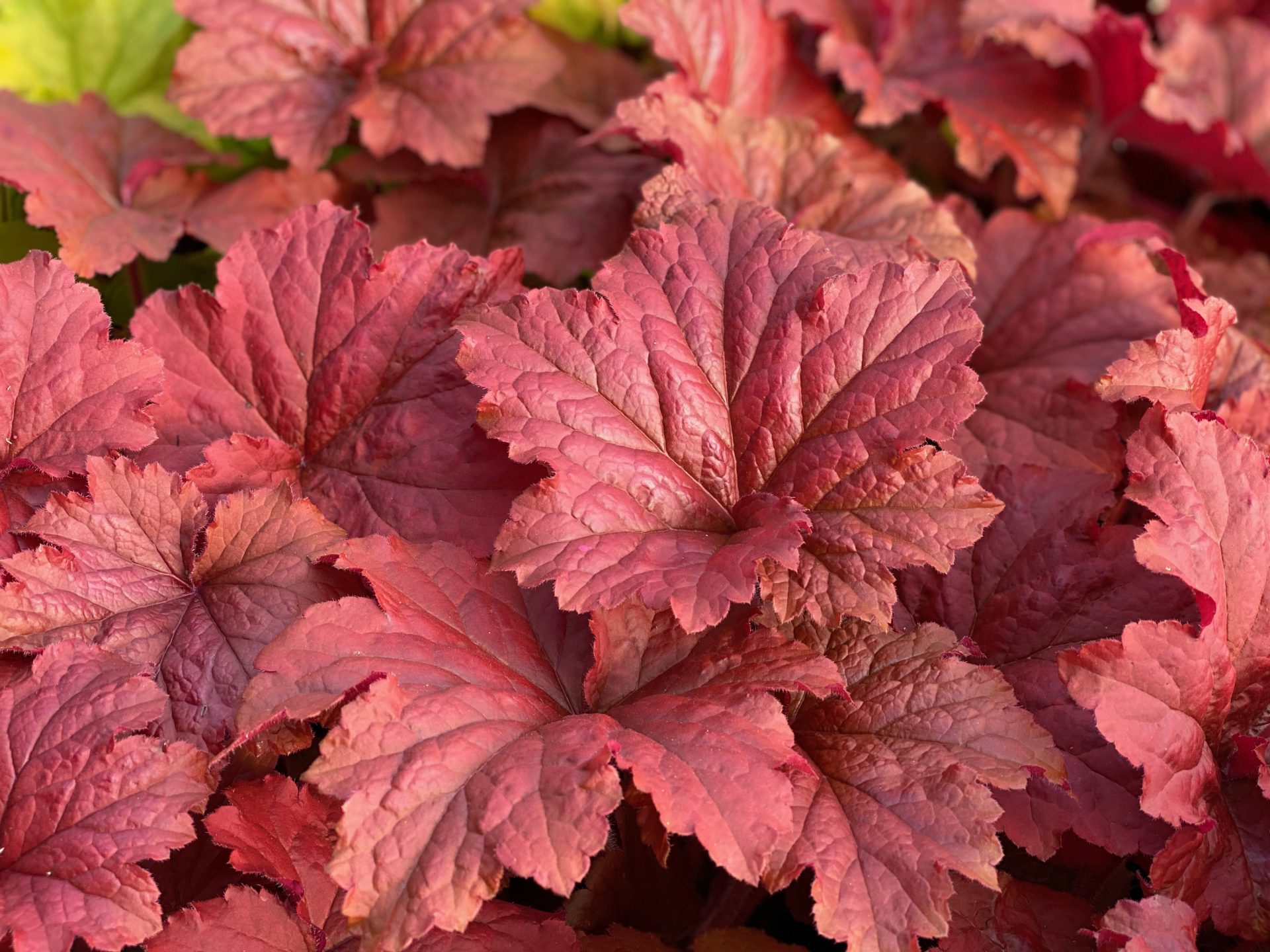 heuchera-bloody-dinosaur-denis-plants