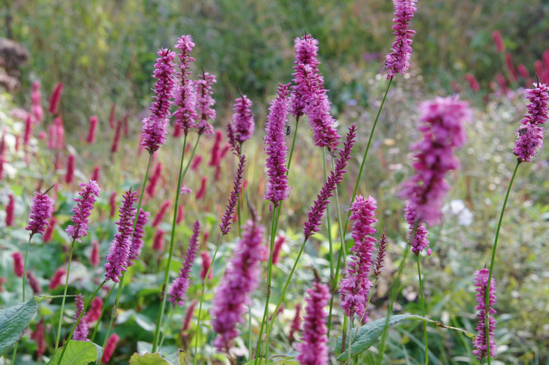 Persicaria ampl. ‘Pinkfield’ - Denis Plants