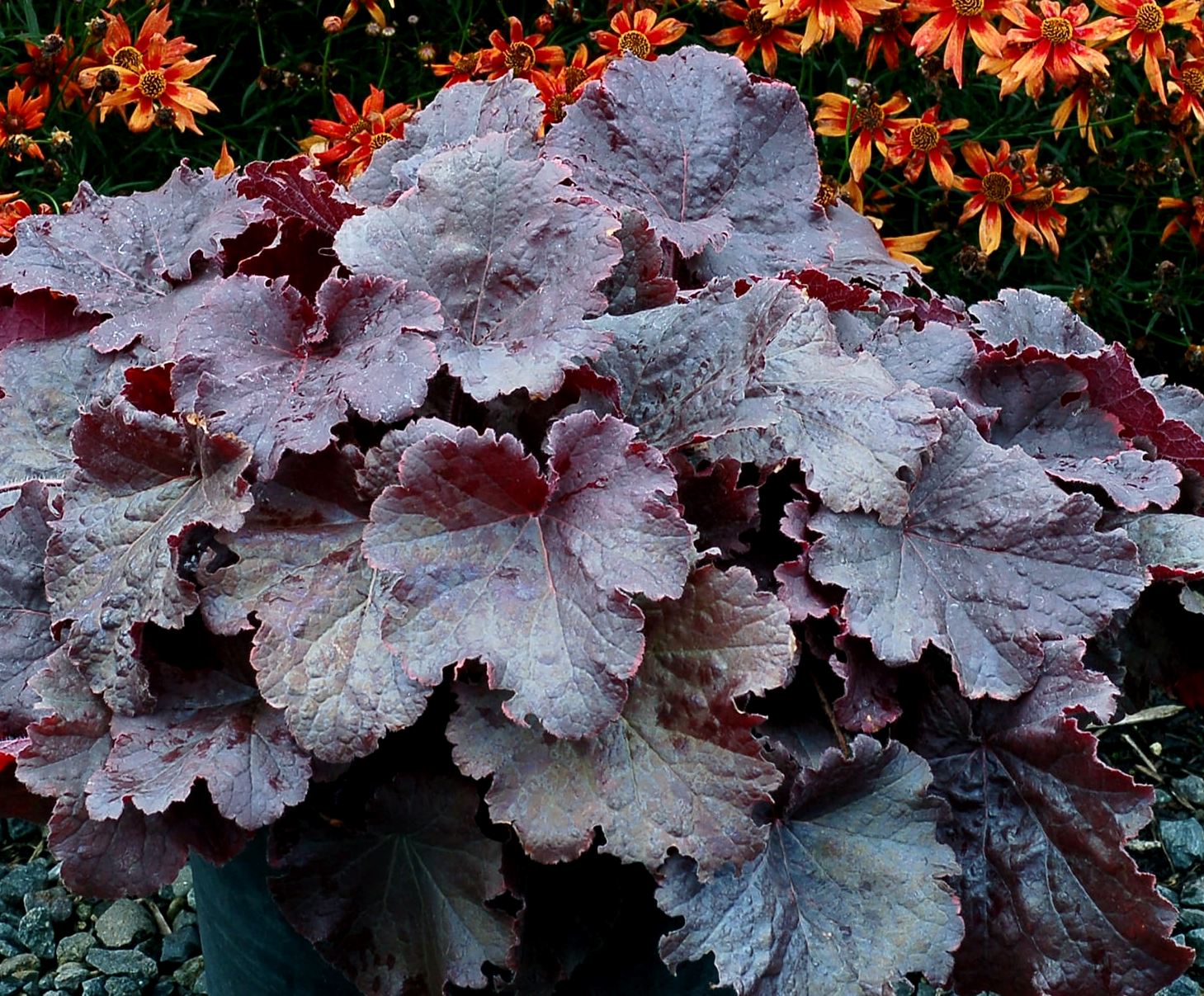 Гейхера. Гейхера Heuchera Northern exposure™ Black. Гейхера Нозерн Экспоуже Блэк. Гейхера Northern exposure™ Black. Гейхера Heuchera Northern exposure Black.