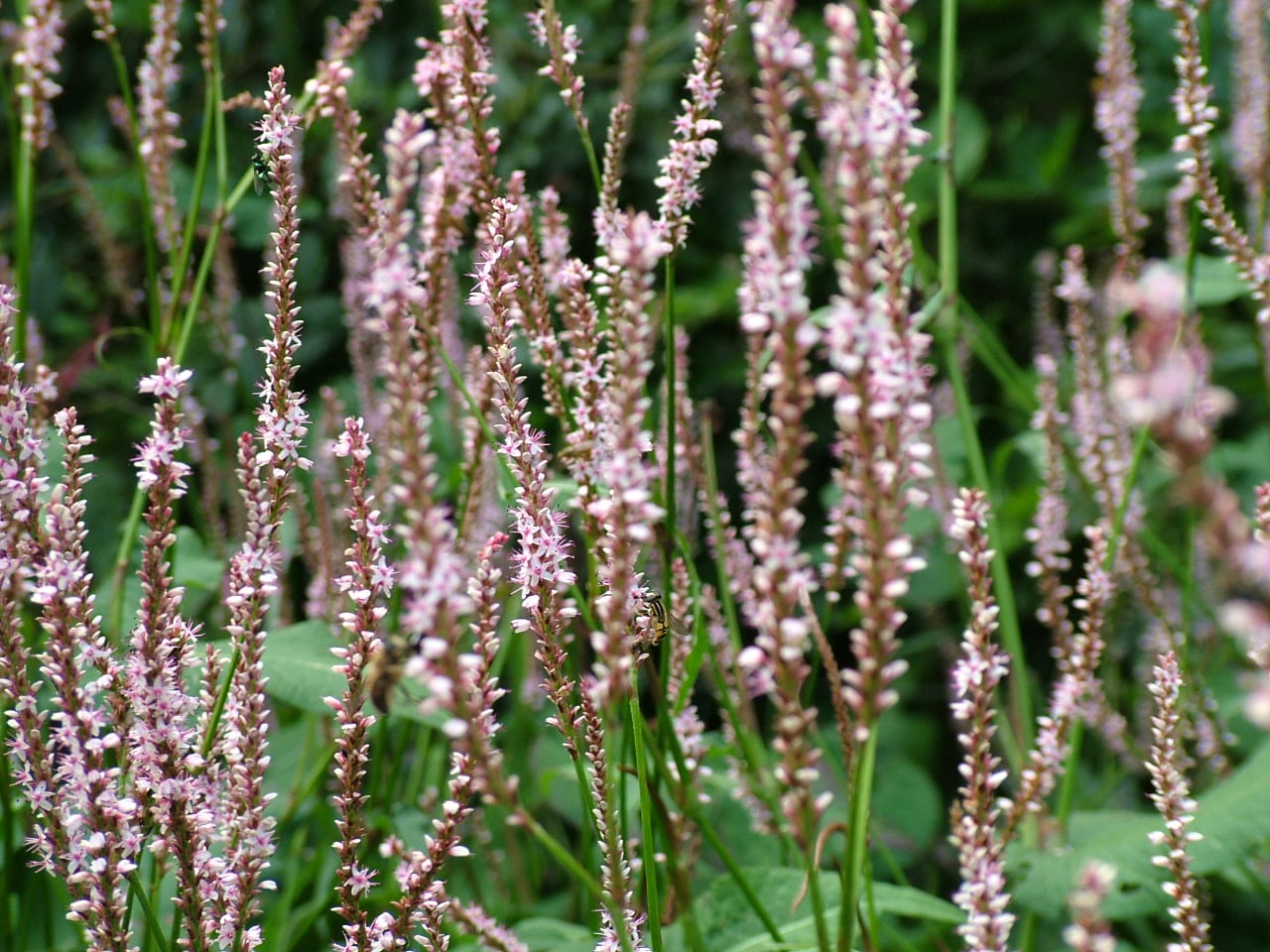 persicaria-bistorta-amplexicaulis-pink-mist-denis-plants