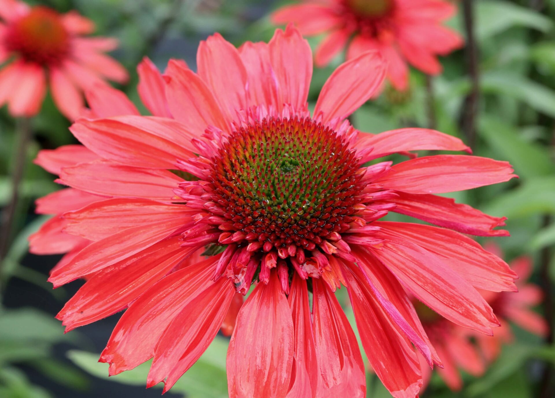 Echinacea 'Cara Mia™ Spicy'® - Denis Plants